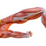 stretching-exercises