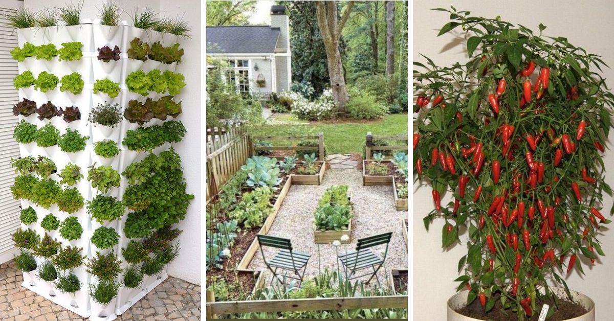 14 Best Vegetable Gardens That Will Leave You in Awe and Hungry for More!