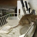 7-Ways-in-Which-Rats-Are-Ruining-Your-House