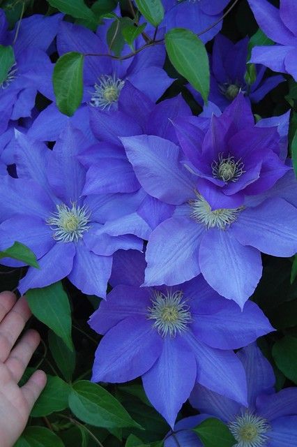 Clematis