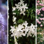 Climb to New Heights: Discover 7 of the Best Climbing Plants for Your Garden!