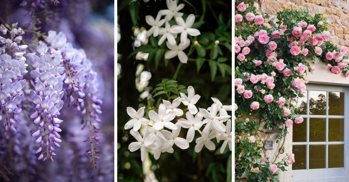 Climb to New Heights: Discover 7 of the Best Climbing Plants for Your Garden!