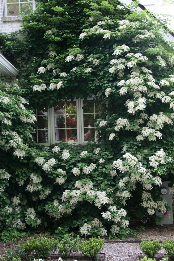 Climbing Hydrangea