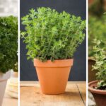 Cook Like a Pro with These 10 Easy-to-Grow Herbs in Your Own Kitchen