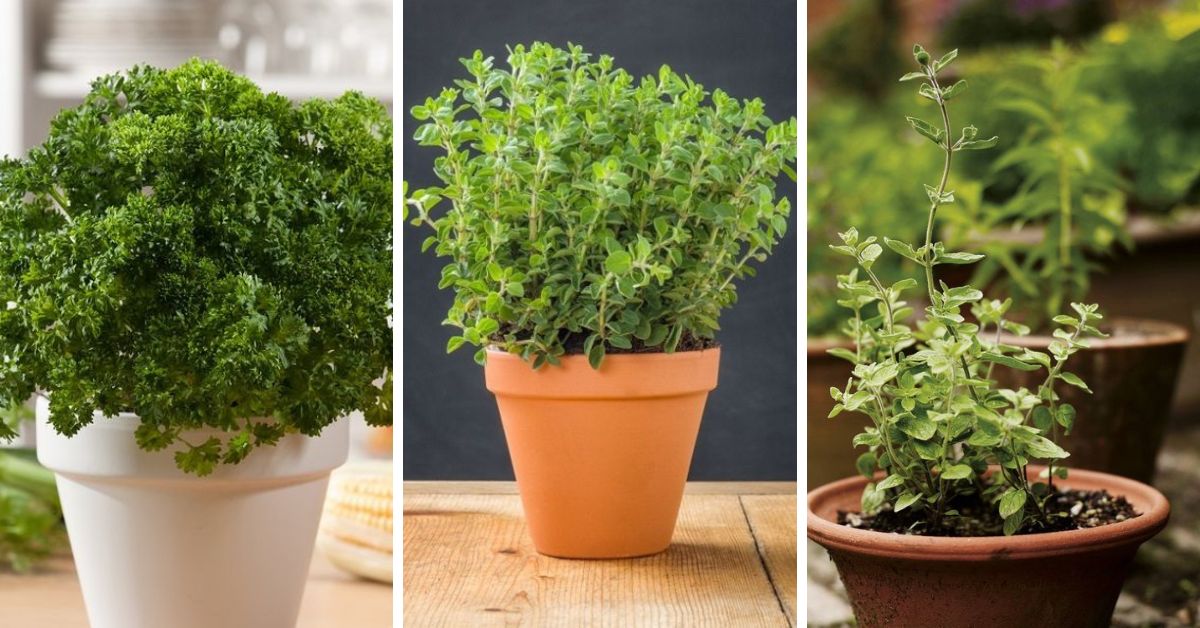Cook Like a Pro with These 10 Easy-to-Grow Herbs in Your Own Kitchen