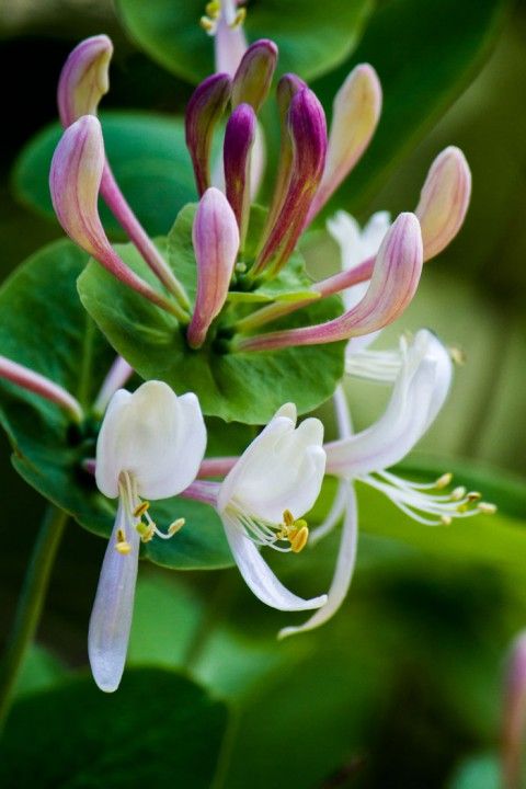 Honeysuckle