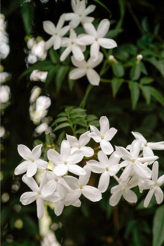 Jasmine