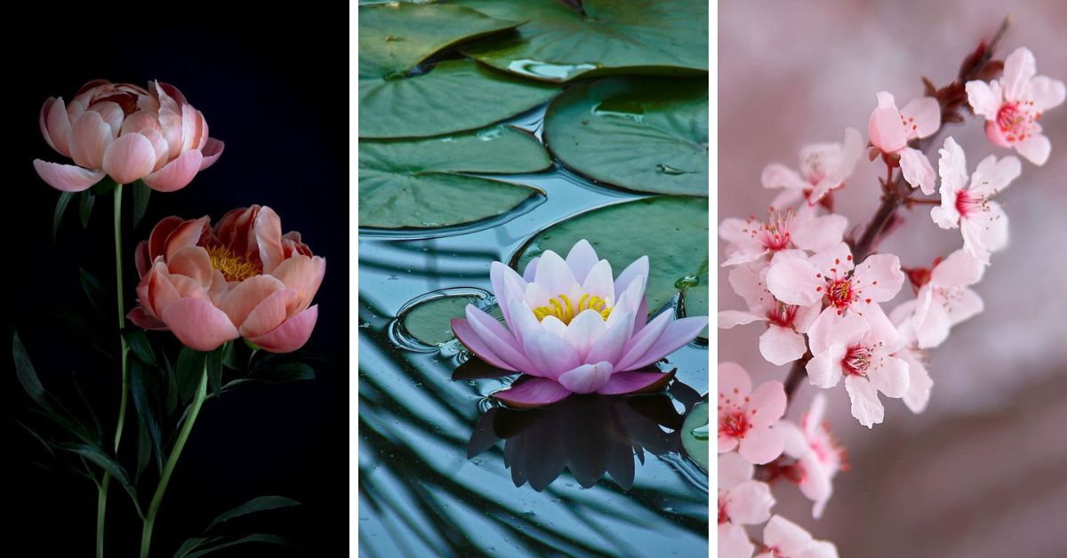 The Search for the Prettiest Flower Ever: Exploring Nature’s Most Beautiful Blooms