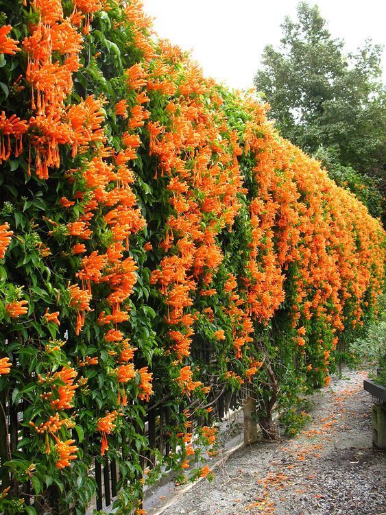 Trumpet Vine