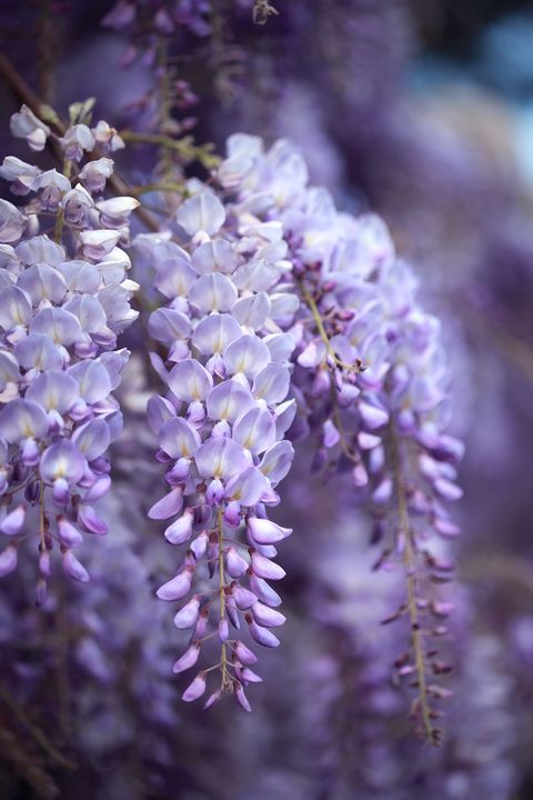 Wisteria