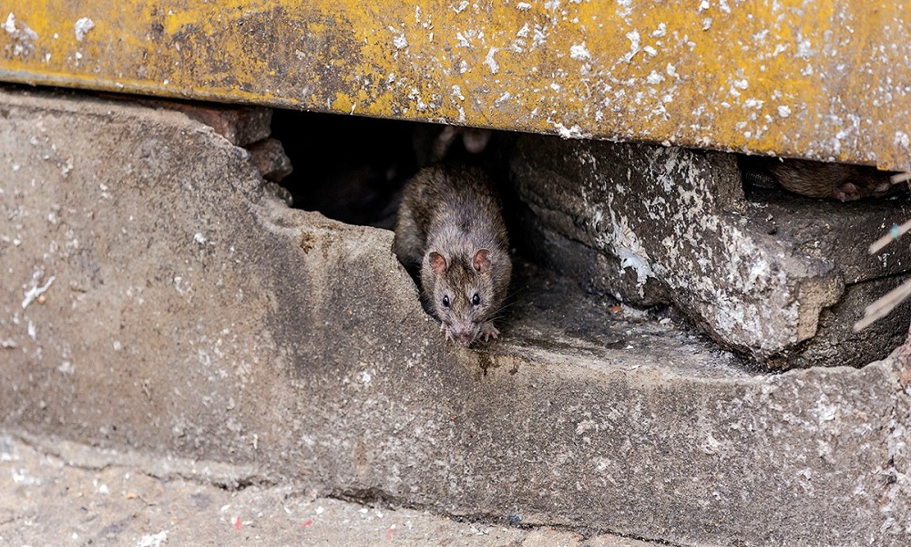 rats-are-destroying-your-home-rat-under-concrete-building