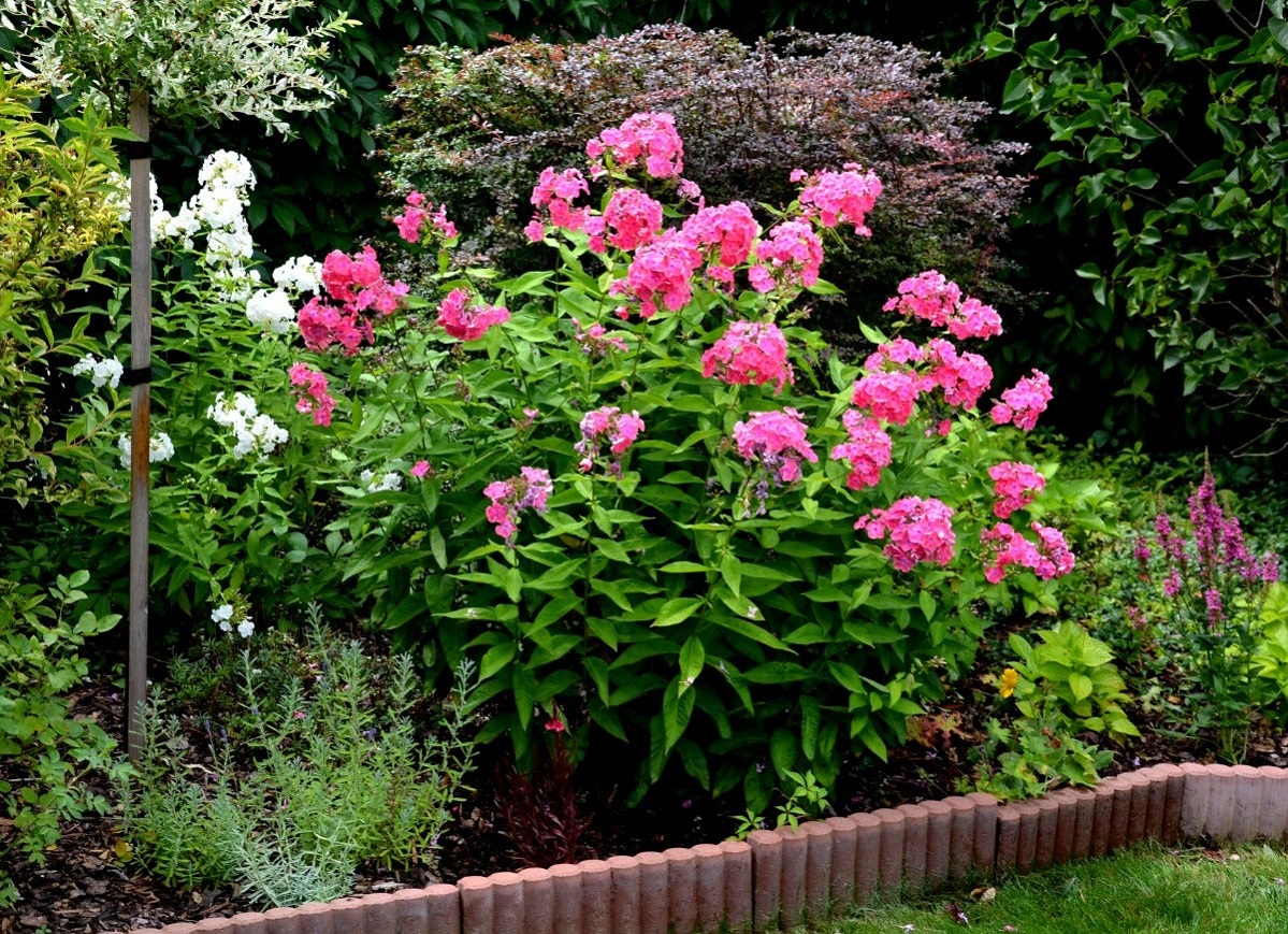 10-Plants-That-Bring-Height-and-Interest-to-Your-Garden