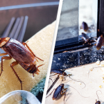 12-Natural-Methods-to-Keep-Fleas-Ants-and-Roaches-Out-of-Your-Home