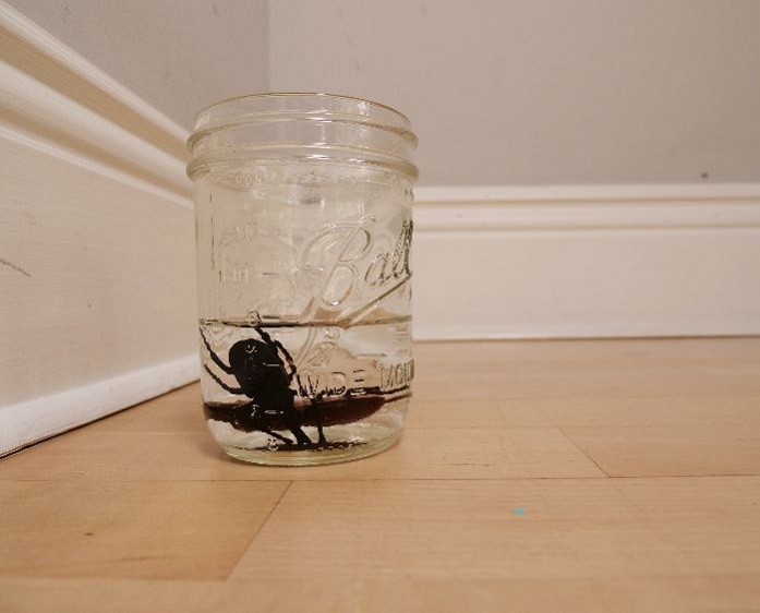Craft-a-roach-trap-using-household-items
