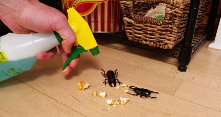 Create-your-own-homemade-roach-spray