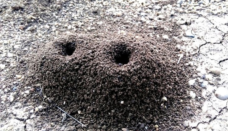 Eliminating-Ants-Find-the-ant-nest
