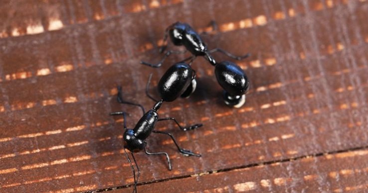 Natural-and-Effective-Ways-to-Get-Rid-of-Ants