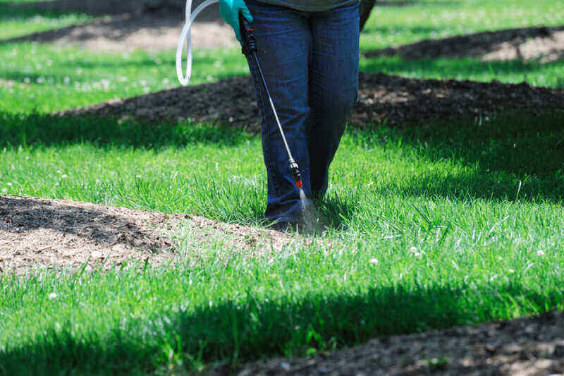 Proactive-Pest-Management-for-a-Healthier-Lawn.
