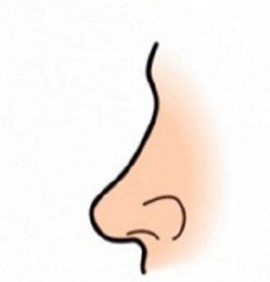 Snub-nose