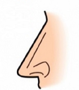 Straight-Nose