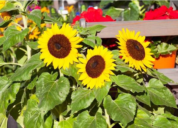 Sunflower-Helianthus-annuus
