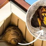 Natural-Remedies-to-Safely-Defend-Against-Bees-Wasps-and-Hornets