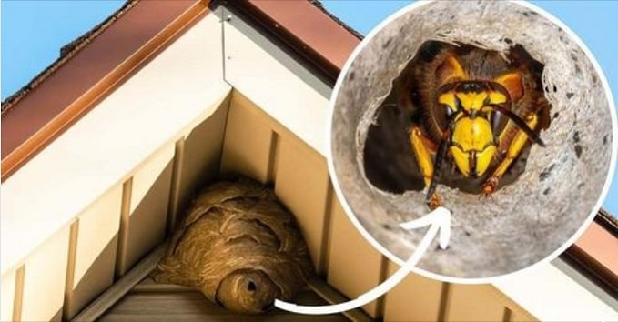 Buzz Off! 7 Natural Remedies to Safely Defend Against Bees, Wasps, and Hornets
