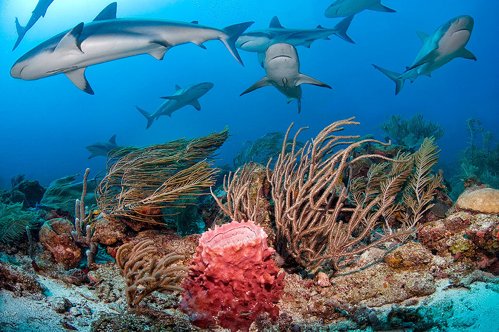 A-Caribbean-reef-shark