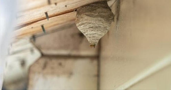 How-to-Get-Rid-of-Wasps-Say-Goodbye-in-5-Easy-Steps