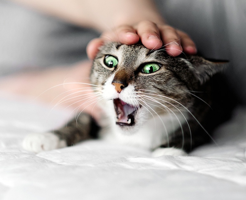 Cats-Hate-Overly-Aggressive-Petting