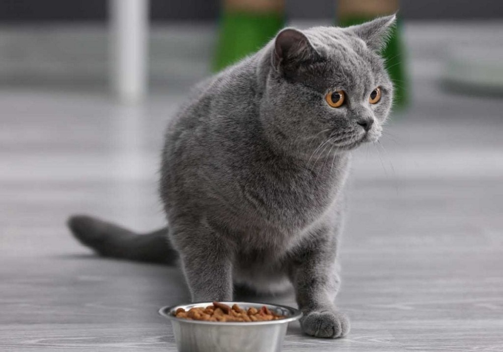 Cats-Hate-Spoiled-Food