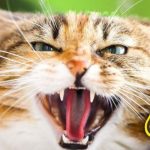 Discover-the-Shocking-7-Mistakes-Youre-Making-That-Drive-Your-Cat-to-Despise-You