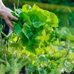 Discover-the-Ultimate-Fall-Garden-Secrets-Unveiling-the-Must-Plant-Veggies-for-a-Bountiful-Harvest