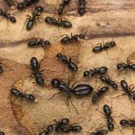 Discover-the-Ultimate-Guide-to-Banishing-Carpenter-Ants-Naturally