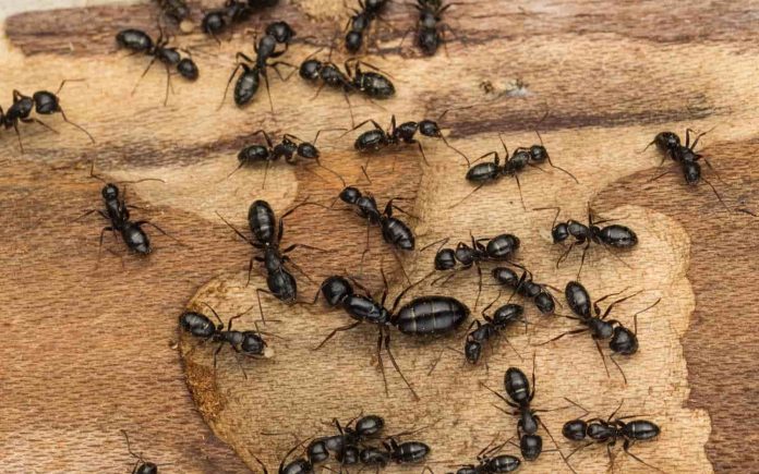 Discover-the-Ultimate-Guide-to-Banishing-Carpenter-Ants-Naturally