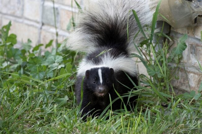 Get-rid-of-skunk-stink