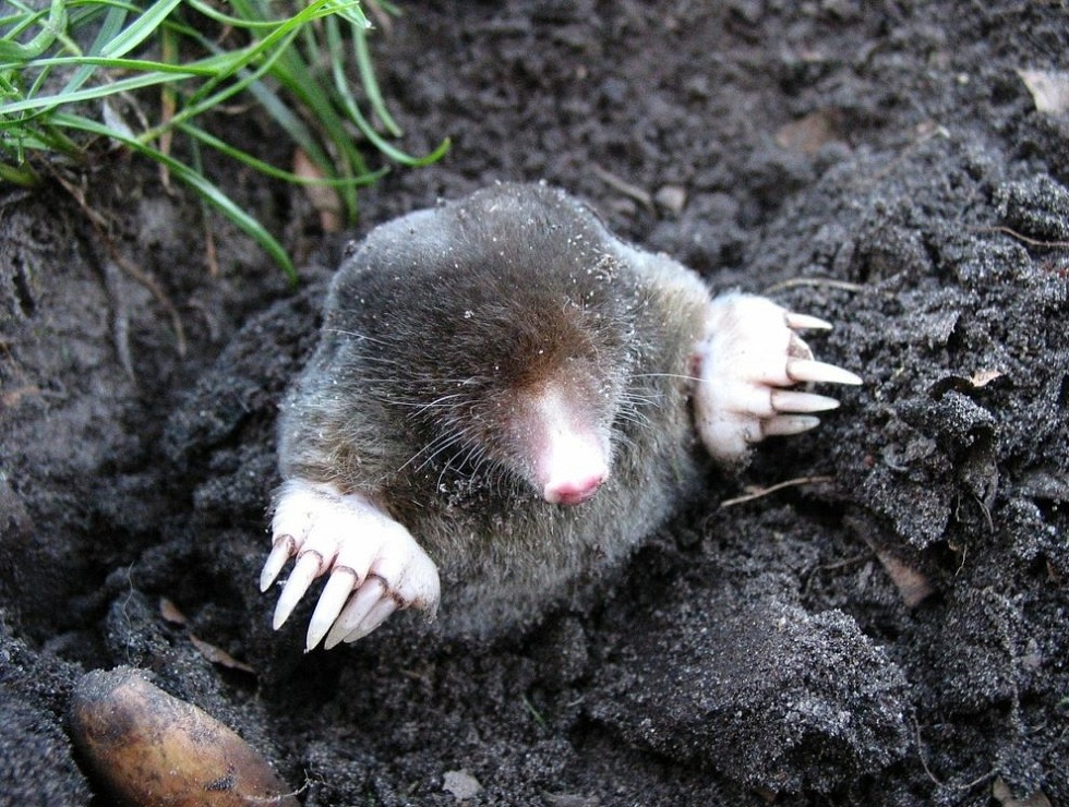 Ground-moles