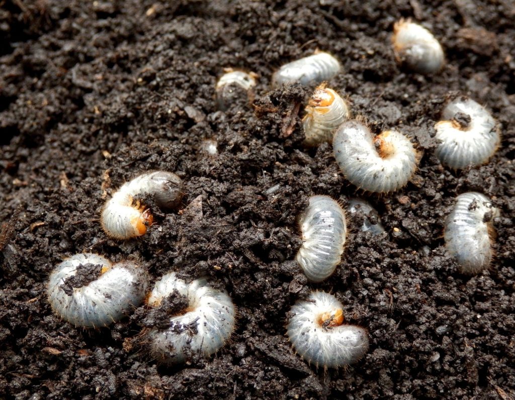 How-To-Get-Rid-Of-Grubs