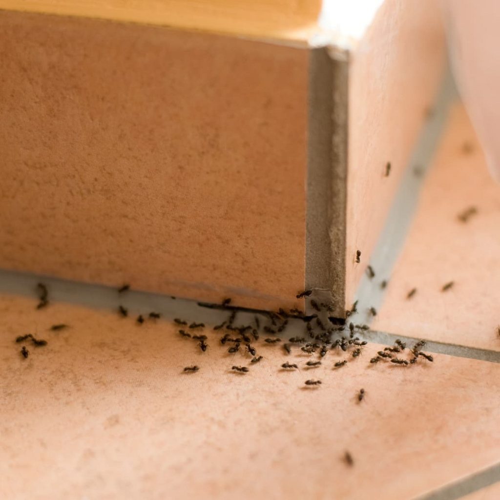 How-to-get-rid-of-ants-permanently-with-home-remedies