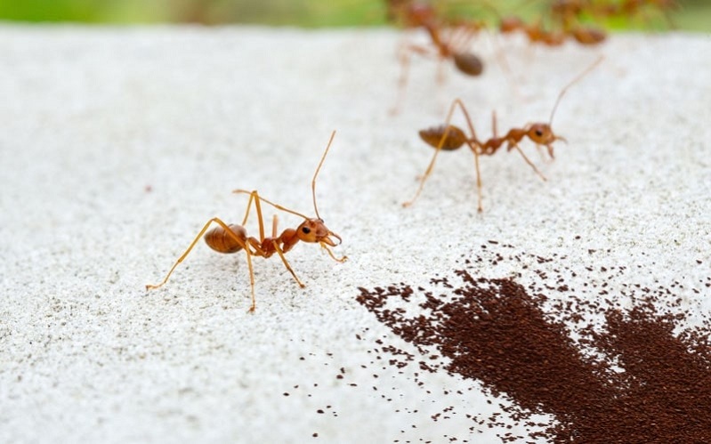 Keep-the-ants-away-with-the-coffee-grounds