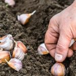 Mastering-Fall-Garlic-Planting-–-6-Secrets-for-Abundant-Harvests