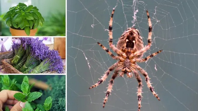 Natural Pest Control: 8 Must-Have Plants to Repel Spiders and Other Pests at Home