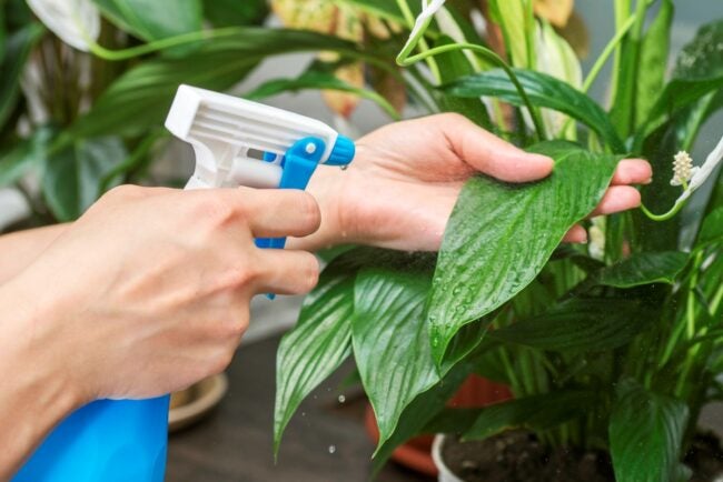 Reduce-pests-on-houseplants