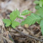 Safely-and-Naturally-Eradicate-Poison-Ivy-Effective-Methods-to-Eliminate-It