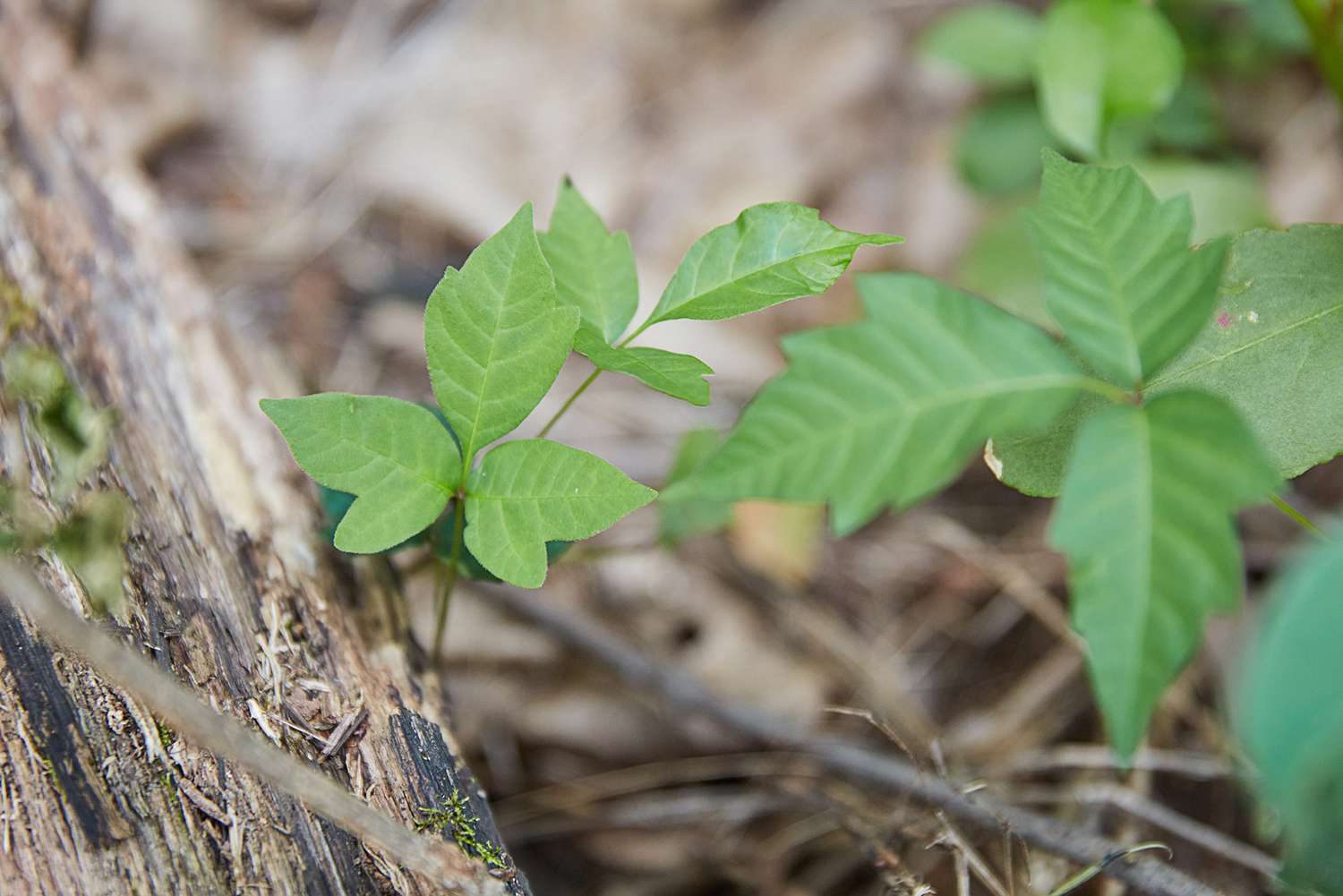 Safely and Naturally Eradicate Poison Ivy: Effective Methods to Eliminate It