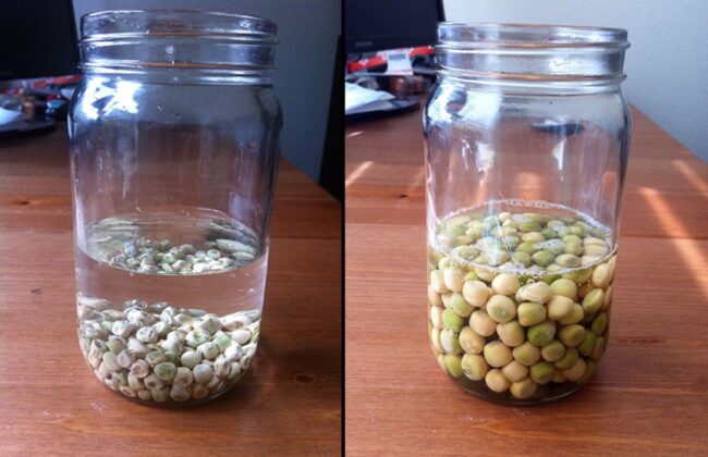 Soak-seeds-to-help-them-sprout