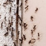 Unbelievable-Hack-Eliminate-Ants-in-a-Flash-Without-Breaking-the-Bank