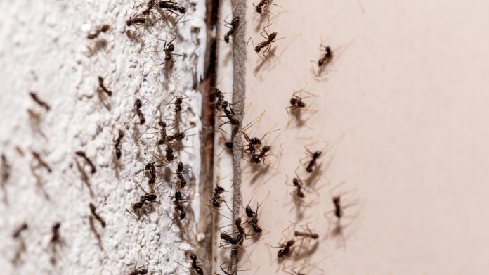 Unbelievable-Hack-Eliminate-Ants-in-a-Flash-Without-Breaking-the-Bank