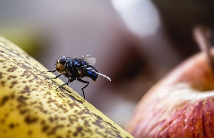 Unbelievable-Hack-Say-Goodbye-to-Pesky-Flies-in-Your-House-Forever