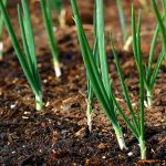 Unveiling-the-Ultimate-Onion-Planting-Hack